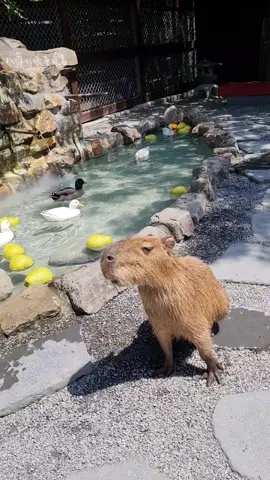 Flashback to chill vibes at Zhang Mei Ama's Farm in Taiwan. Capybaras being cute and lazy, good weather vibes—totally want a round two whenever I'm back in Taiwan! 🌤️🦙 #capybara #capybaratiktok #capybaramemes #capybaralove #farmlife  #taiwanthrowback 