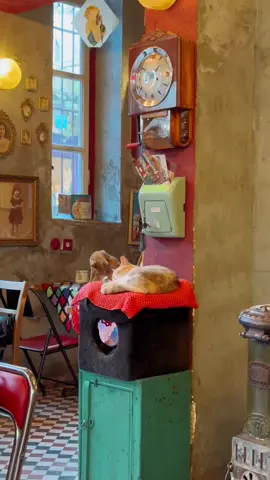 Have you been to this cat cafe in #istanbul? #istanbul🇹🇷 #balat 