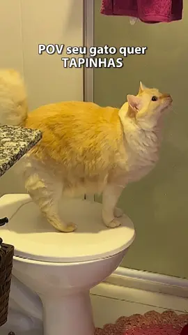 QUERO TAPINHAS #gatoxinha #gatosfofos #gatos #gatosengraçados 