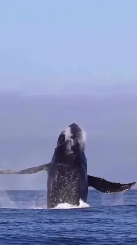 Flying whales #humpback #baleiasvoadoras #cachalote #baleiajubarte #nature #beautiful 