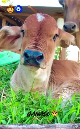 Pacas de a Kilo🍂 Canción de Los Tigres del Norte🤠🧿 #ffyyyyppppppppppp #paratiiiiiiiiiiiiiiiiiiiiiiiiiiiiiii #rolitaschidas #apoyame #comenta #fpyyyyyyyyyyyyyyyyyyyyyy 