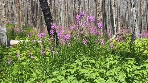 Check out these wildflowers from Waterton Lakes National Park in Canada. 🌸 🇨🇦  _ _ #wildflowers #flowers #flowersofinstagram #watertonlakesnationalpark #canada #scenery #landscape #natgeowild 