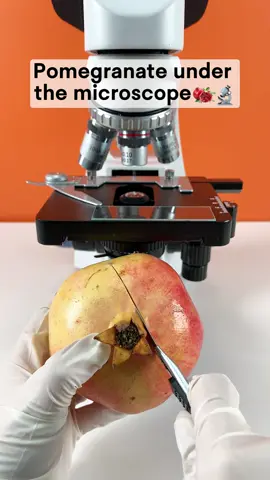 Would you eat a pomegranate after seeing it under a microscope?#undermicroscope #microscope #fyp #tiktok 