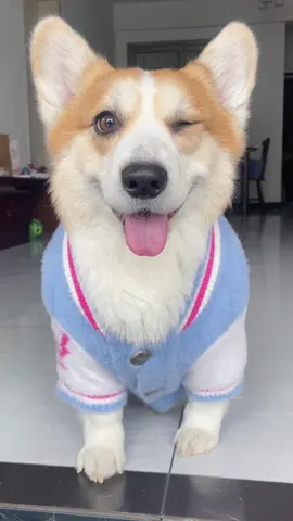#dog #corgi 