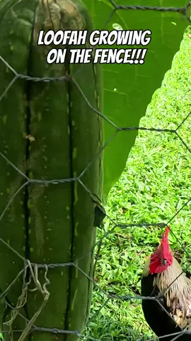 Loofah growing on the fence!!!🤠🥒 Loofah (Luffa) is a versatile, fibrous plant that thrives in tropical climates. Known for its natural exfoliating properties, this popular skincare ingredient has been used for centuries to rejuvenate the skin and promote a healthy glow. In the tropics, the loofah plant grows easily, making it a sustainable and accessible option for those seeking an eco-friendly alternative to synthetic exfoliators. In tropical regions around the world, the loofah plant thrives due to its preference for warm temperatures and high humidity. These conditions are essential for the plant's growth, ensuring that it receives the necessary moisture and warmth to flourish. Countries such as Thailand, India, and the Philippines are renowned for their robust loofah cultivation, with farmers benefiting from the plant's resilience in such climates. One of the key advantages of loofah is its natural, biodegradable nature. Unlike synthetic sponges and scrubbers, which contribute to environmental pollution, loofah is fully sustainable and eco-friendly. As the plant grows, it develops long, cylindrical fruits that resemble large cucumbers. Once matured, these fruits are harvested and prepared for scrubbers or skincare. To utilize loofah in skincare, the mature fruits are peeled, revealing a network of fibrous, sponge-like material inside. This fibrous interior is gently cleaned, sun-dried, and shaped into various forms, such as pads or soap bar inserts. These finished products retain the unique texture of the plant, allowing for effective exfoliation when used on the skin. You can also eat loofah like zucchini when it is really young and tender. @vintagefoodfarm #foodfarm #tropicalfruit #fnq #gardening #kitchengarden #raisedgardenbeds #foodforest #tropics #vintage #selfsufficient #herbs #veggiegarden #homegrown #cairns #permaculture #speewah #vintagefoodfarm #shorts #loofah #growing #luffa #veggies #reels #farm #easy #growyourownfood #pretty #beautiful #fresh