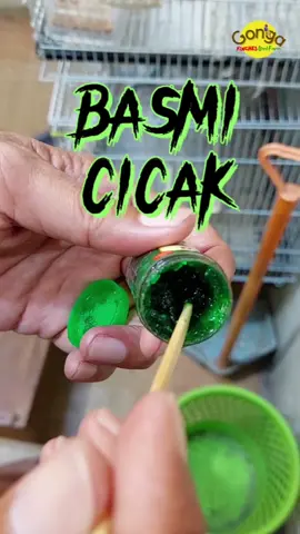 #basmicicak #ternakburung 