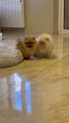 Have a good day#pomeranian #spitz #spitzlovers #pomeranianpuppy #pomerania #pomeranianboo #pomeranians #pomeranianlove #spitzalemao #spitznain #puppiespomeranian #bebepomerania #bebespitz #bebespitznain 