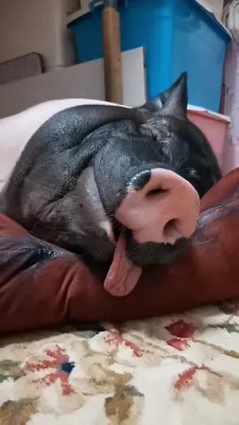😅 Sleeping soundly#cute #pig #animals 