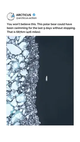This must be a record 😮 In 2011, scientists studying bears around north of Alaska, recorded a polar bear swimming for more 9 days and covering a distance of 687km (426 miles) 🌊
️ Video credits to @pietvandenbemd on IG!  ❤️ #polarbear#bear#cute#cubs
