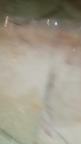 كلبي اخذه يمك عاك برايه شده