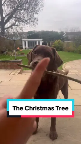 Christmas - A dog’s POV