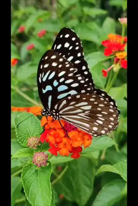 #How_poisonous_is_an_insect #tiktok_Video 