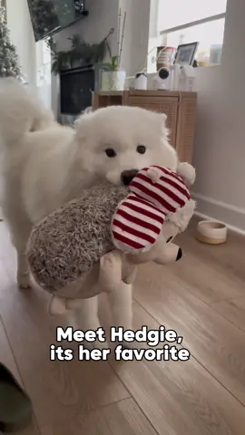 Help us find a hedgie replacement 🥹 he is 5 years old and while Nube takes such good care, he got some injuries from other dogs 🥲 #viral #samoyed #lovelanguage #welcomehome 