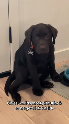 Master of deception  #labrador #PetsOfTikTok #labpuppy #labradorretriever #funnydog #fyp #viral #puppytiktok #chocolatelab #naughtydog #mischevious #thief 