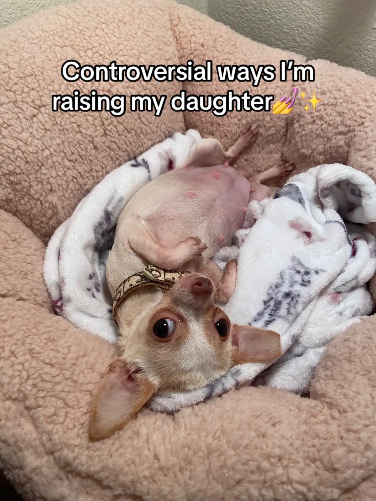 Im not like other moms,im a cool mom💅 #fyp #foryou #foryoupage #fypシ #dogmom #raisingdogs #chihuahua #beverlyhillschihuahua 