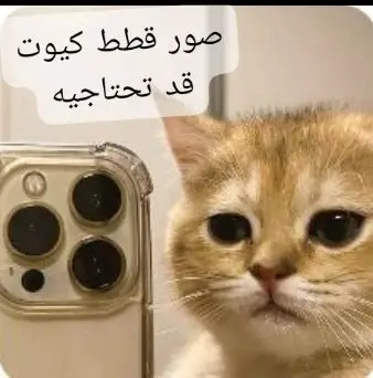 #قطط_كيوت🐱🐱😂❤️ #شعب_الصيني_ماله_حل😂😂 #اللهم_بلقنا_شهر_رمضان🌙 #فلسطين #قطط_صغيرة 