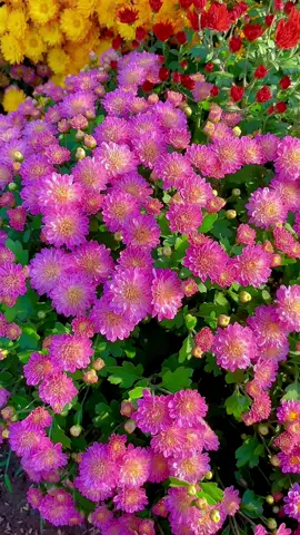 #BestOfTikTokPH #foryou #flowers #garden #chrysanthemum 