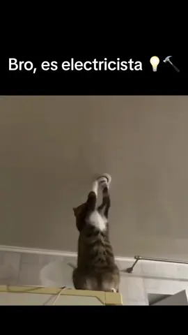 Y la elegancia con la que realiza su trabajo? #I #cant #believe #it #is #the #electrician #cat #want #one #of #those #he #gives #a #touch #to #the #lamp #and #fixes #it #no #me #lo #puedo #creer #el #gato #electricista #quiero #uno #de #esos #le #da #un #toque #y #lo #repara #fyp #fypシ #foryoupage #foryourpage #fypage #parati #viral #humor 