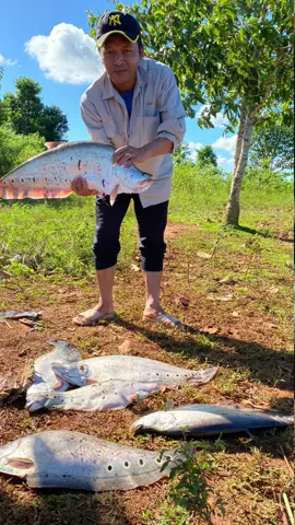 Cuối tuần rồi, lên đồ và đi thôi AE .Cá thác lác cườm (nàng 2).  #câucatựnhiên #fishing #câucávàtrảinghiệm #câucátháclác 