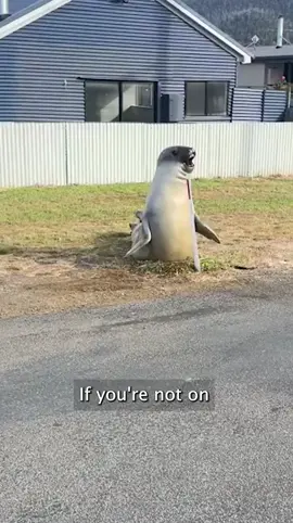 The world is obsessed with Neil, a giant southern elephant seal, who terrorises Tasmanian locals in Australia and loves traffic cones. #elephantseal #seal #neiltheseal