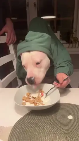 Bro smashing like he just got out😭  #dogs #dogsoftiktok #funny #pets 