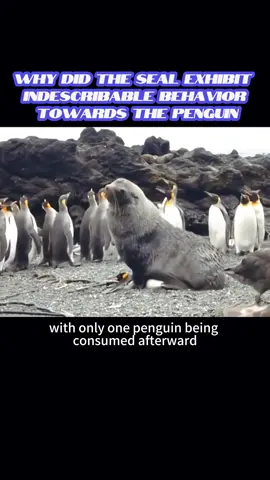 Why did the seal exhibit indescribable behavior towards the penguin#seal #penguins #animal #foryoupageofficiall #labordayweekend #animalsoftiktok #animalfunny 🙀🙀🙀