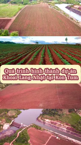 Quá trình đầu tư dự án Khoai Lang Nhật của Vũ tại Khu Vực Kon Tum.  An Toàn, Lợi Nhuận Tốt, Cực Nhanh chỉ trong vòng 4->5 tháng là Thu và về tiền, nhu cầu lương thực thiết yếu toàn thế giới...!  Khi hoàn thiện thêm 1 vài khu sắp tới Vũ sẽ chia sẻ tiếp để truyền lửa với cả nhà.  Còn ace nào thích và cùng chí hướng thì Vũ cũng sẳn lòng chia sẻ hoặc kể cả cho đồng hành cùng nhau phát triển luôn ❤️💪 #út_vũ_bđs #nongnghiep #nongsan #phan_tuấn_vũ #khoailang #sắn #mì 