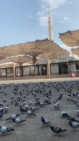 Suka liat burung-burung di perkarangan Masjid Nabawi 🥰❤️ #umrah #umrah2023 #umrahmemories #madinah #masjidnabawi 