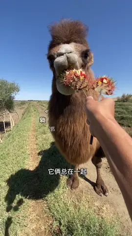 Camel eating cactus asmr 🌵🐪#cactuseating #cameleatingcactus #fyp #animal 