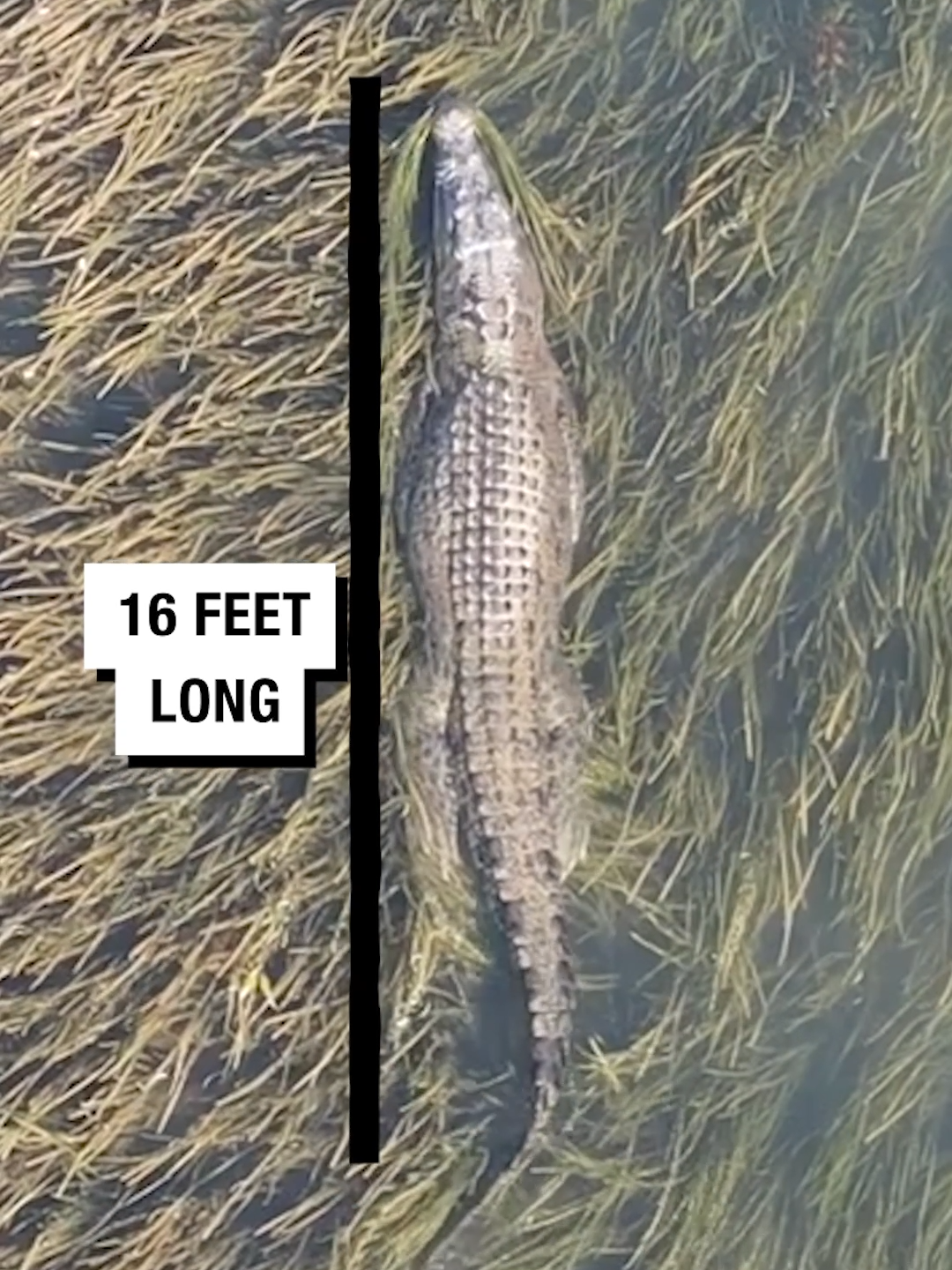 Stalking its prey...🐊 🎥 Viralhog #UNILAD #fyp #foryou #foryoupage #crocodile #croc #saltwatercrocodile #animals #animalsoftiktok #florida #prey