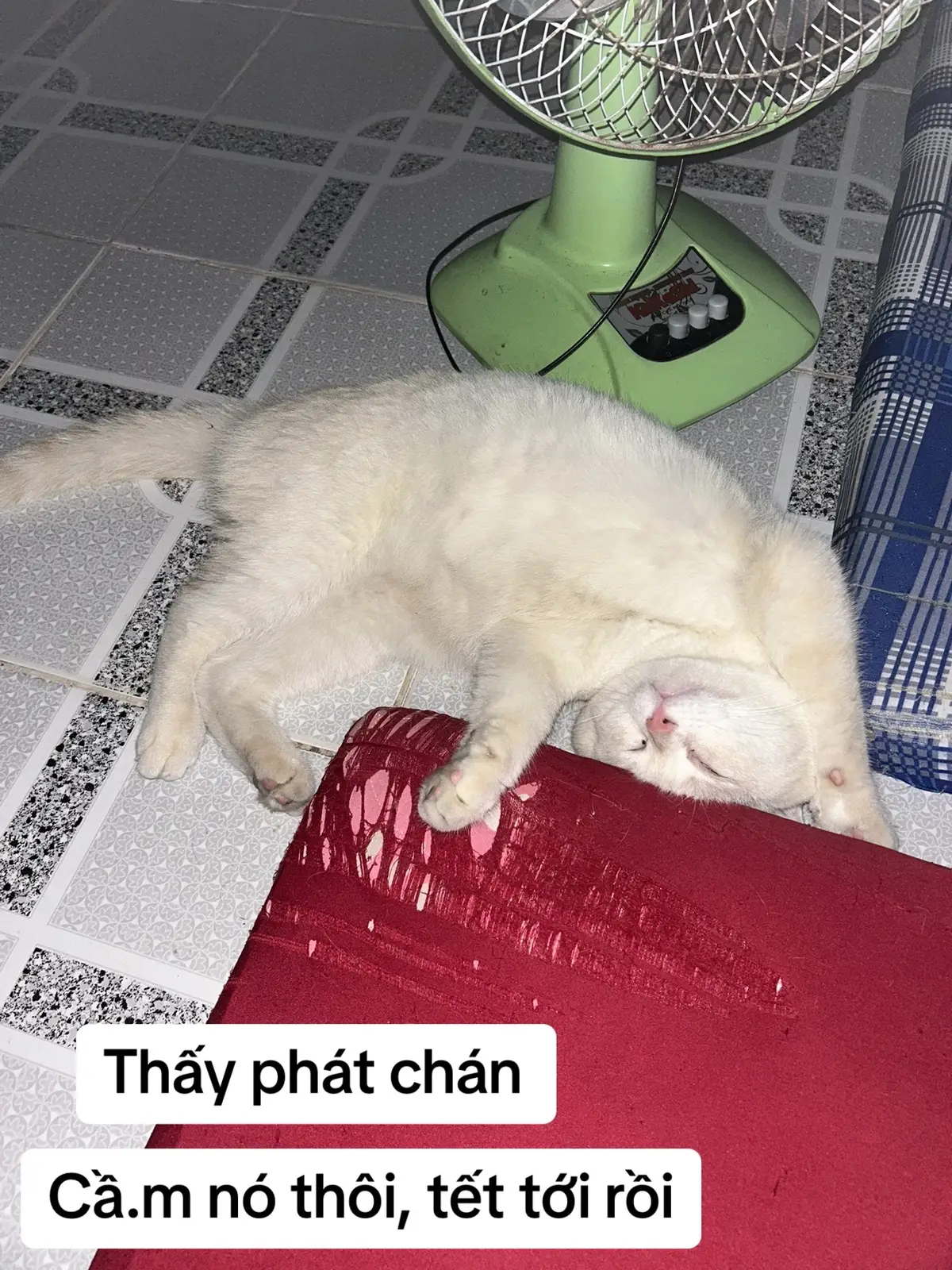 Phát chán đi được #HelloVietnam #cats #meo 