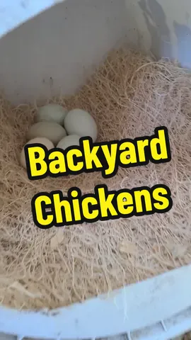 #chickens #chickencoop #raisingchickens 