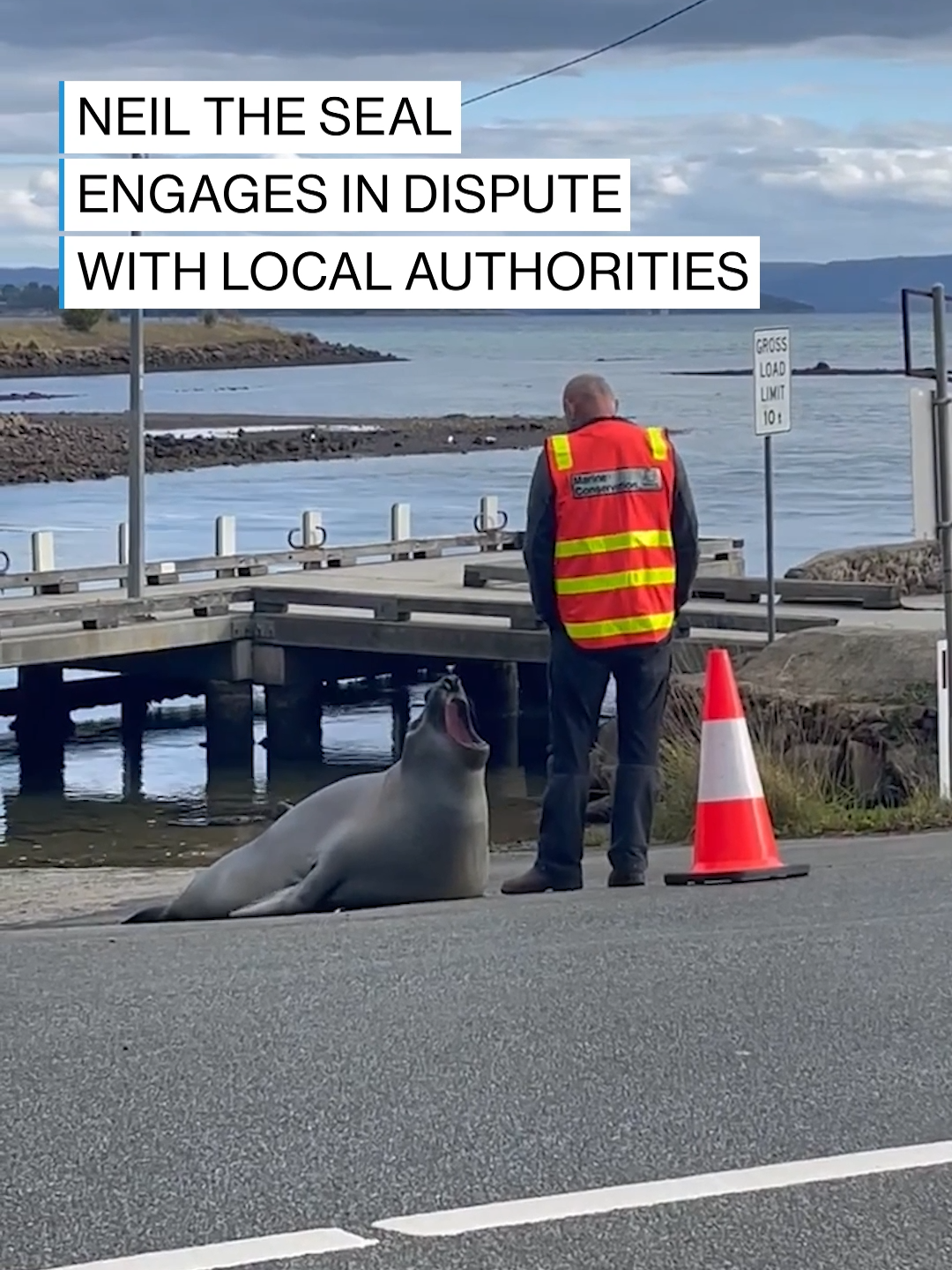 Infamous Tasmanian icon 'Neil the Seal' was spotted in a playful standoff against a Marine Conservation Program official. The 3-year-old southern elephant seal, who has garnered social media popularity for his on-land antics and adventures, is seen roaring at the man before eventually laying down on the side of the road. Wildlife experts suggest giving Neil and other mammals plenty of space if you see them in the wild. #neiltheseal #tasmania