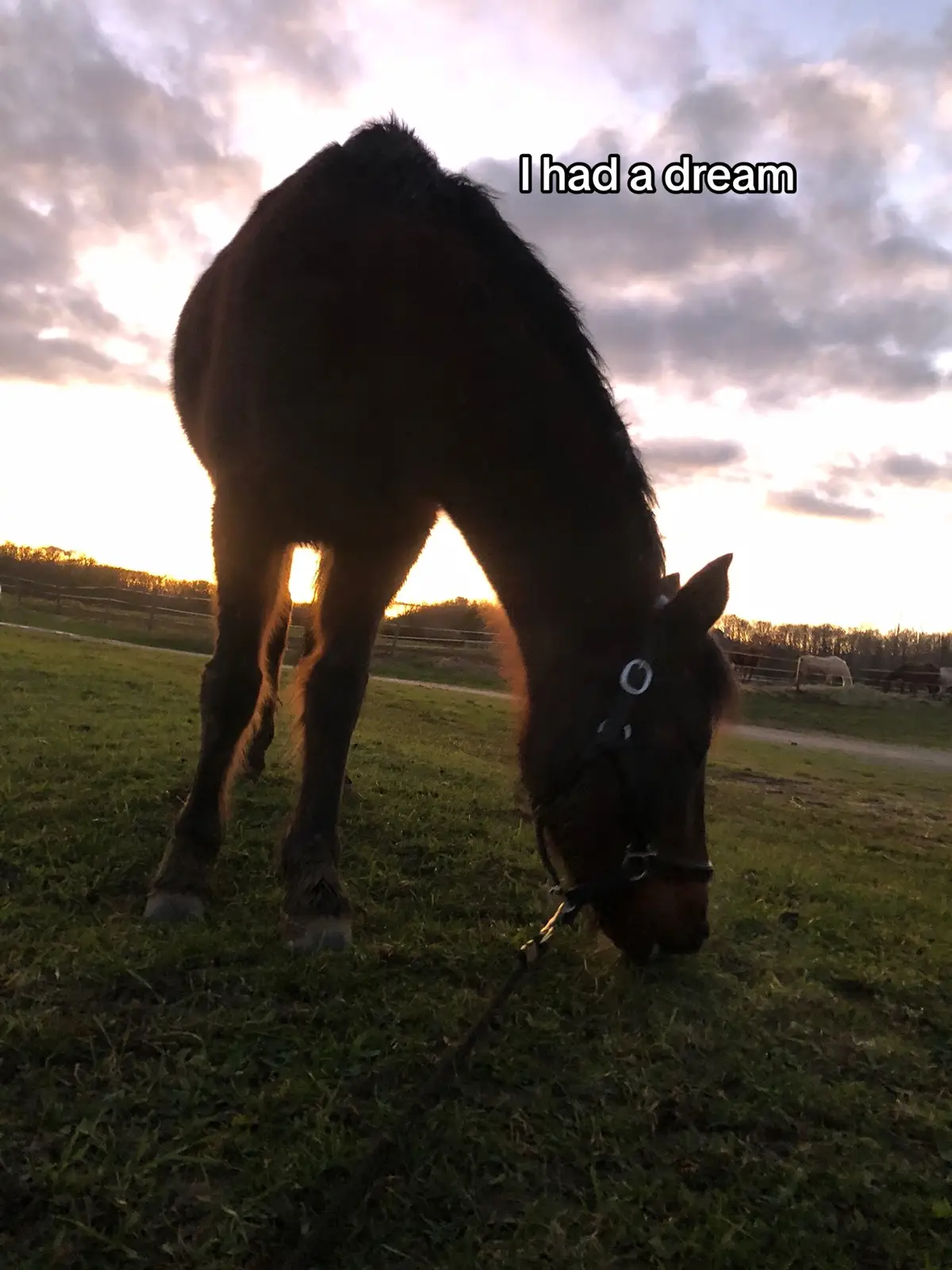 #devinelapersonne #pourtoi #equitation #cavaliere #equestrian #equestrian #shadow #cheval 