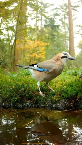 At the small waterpool 🩵. #gaai #nature #bird #veluwe #dutch #wild #life #birds #vogels #forest #photography #nfnl #buitengewoon_gld #birdsofinstagram #wildlife #visitveluwe #birds_captures #birdsplanet #bbcearth #cute 