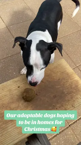 Many of our long term residents are wishing for a home again this Christmas 🥰 If you are interested check them out on our website (baldwinhumane.org) #humanesociety #rescue #adopt #baldwincountyalabama #fairhopealabama #dog #dogsoftiktok #shelter #adoptme #fairhope #dogchristmas #christmas 