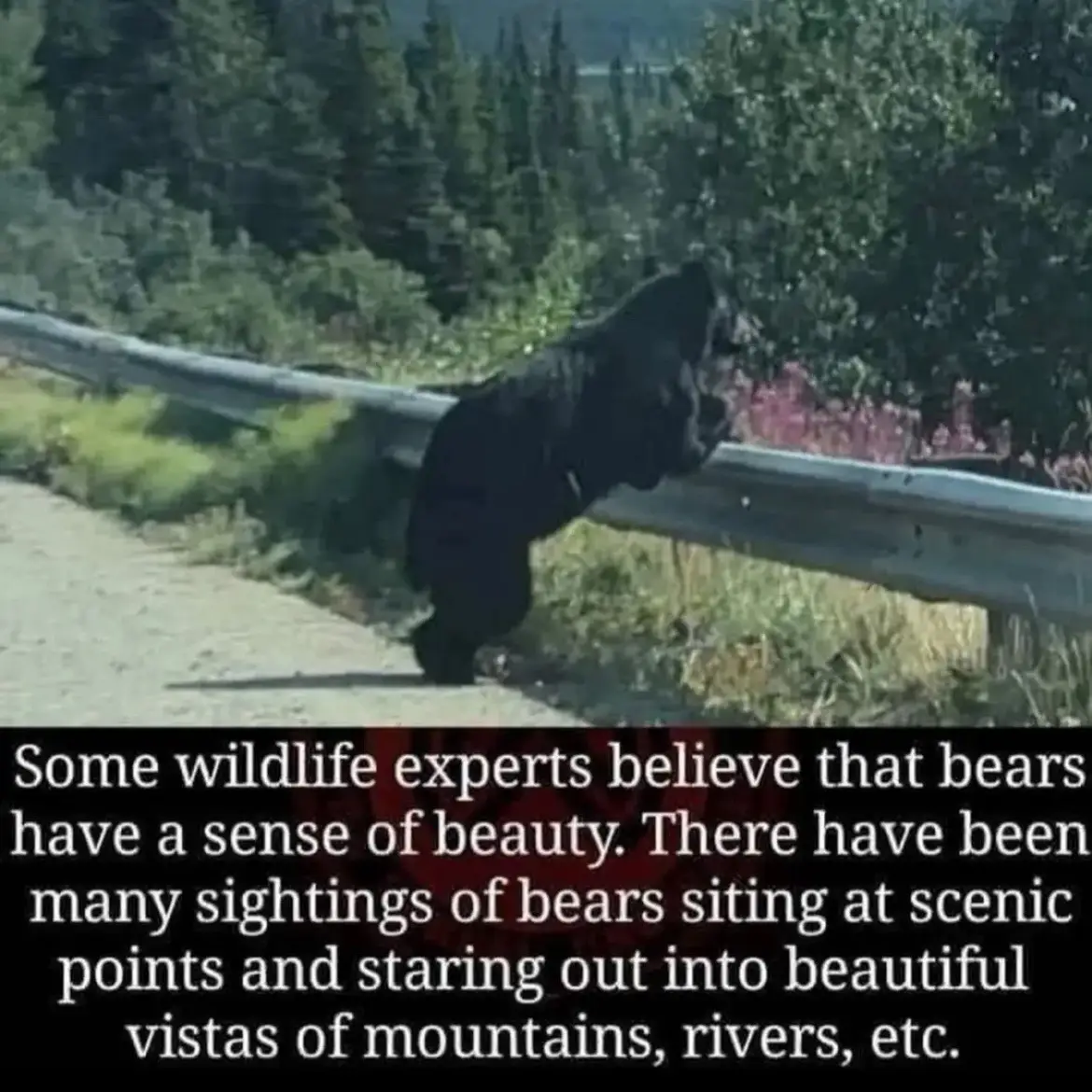 Enjoying the whimiscal spectacle of life #nature #bears #animals #beauty #earth #photography #wildlife #nationalgeographic #wilderness #exploring #cuteanimals #bear #wild #photo #picture #real #theboys #hellyeah