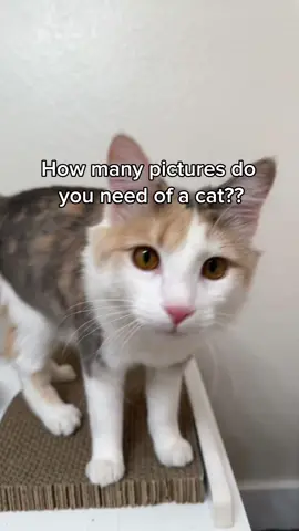She is 90% of my camera roll since September AS SHE SHOULD BE