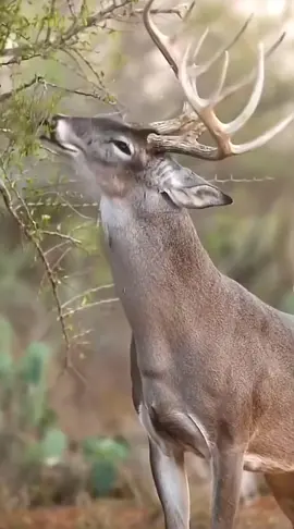 Territory marked 🦌 • • • #wildlifephotography #whitetail #deertiktok #bowhunting #deercountry #deer #Outdoors #bigbuckdown #deerwoods #10point #10points #sportsman #legend #whitetaildeer #booneandcrockett #popeandyoung #wildlifemanagement #whitetailhunter #wildlifemanagement #wma 