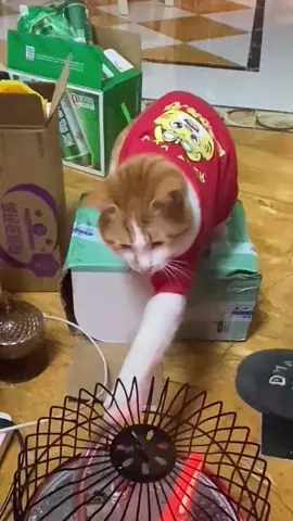 😸