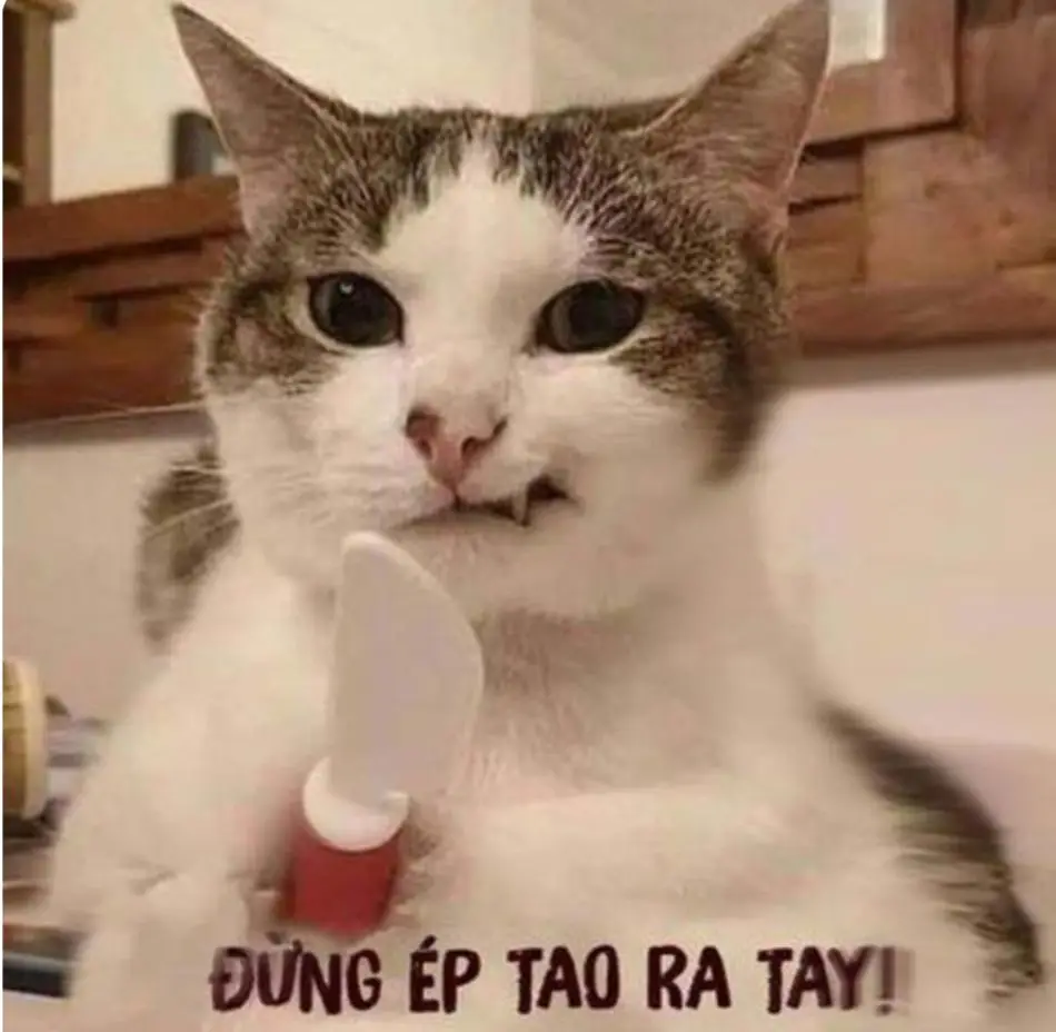 Ảnh meme cho những ai cần nè. P1