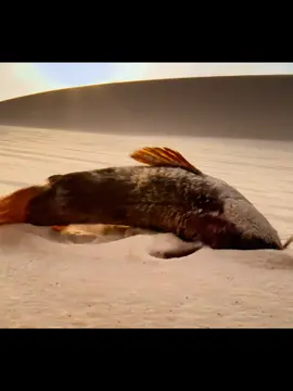 Fhis swimming in the desert#fish #desert #animals #fyp #tiktok 
