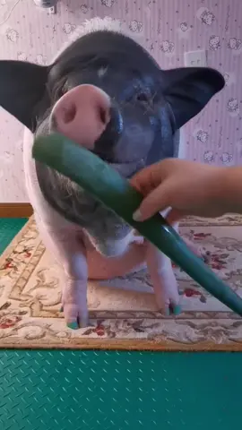 😅 I heard that aloe vera can be used for beauty.#cute #pig #animals 