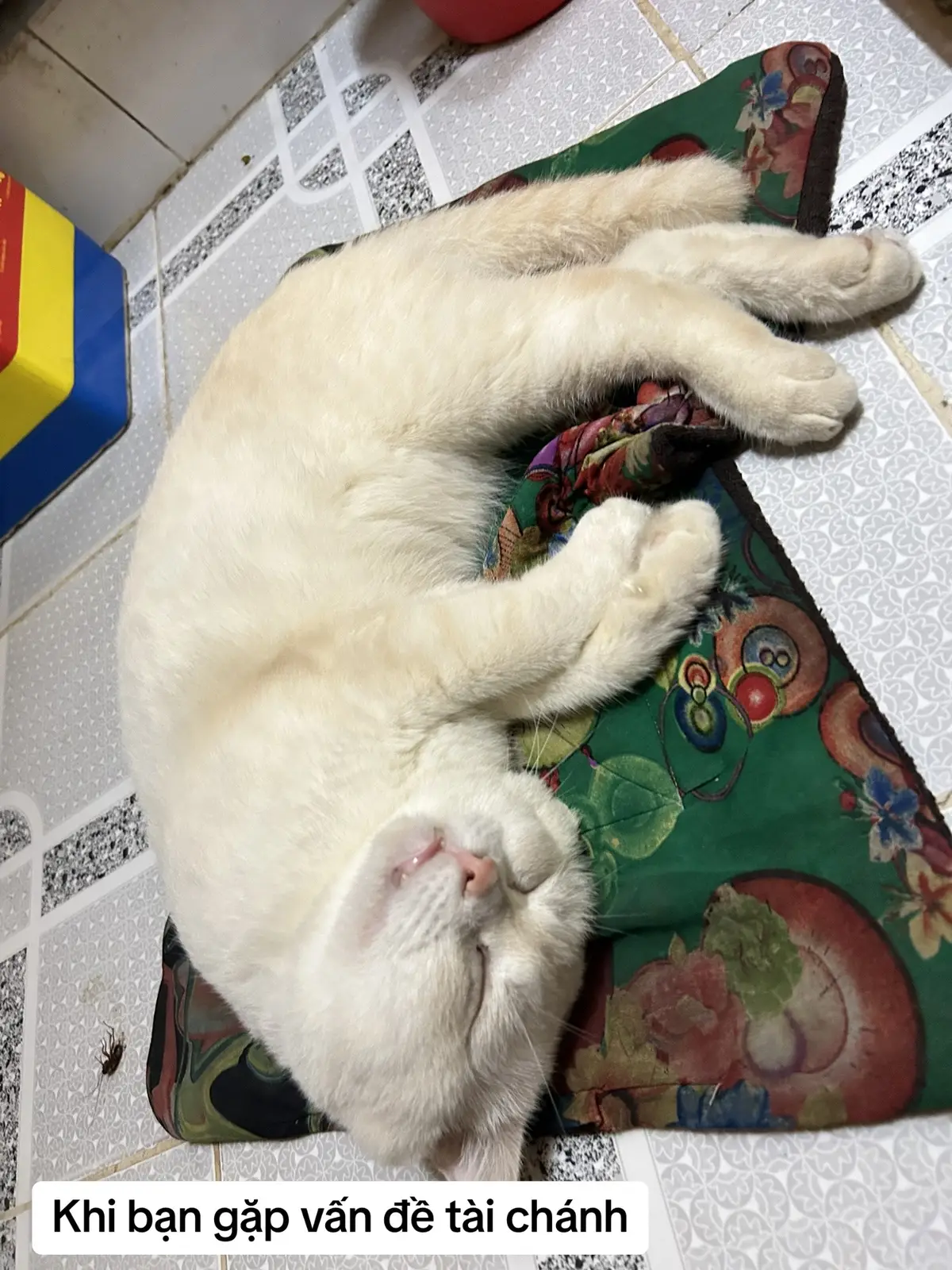 Ăn tết thôi #cats #meo #meow 
