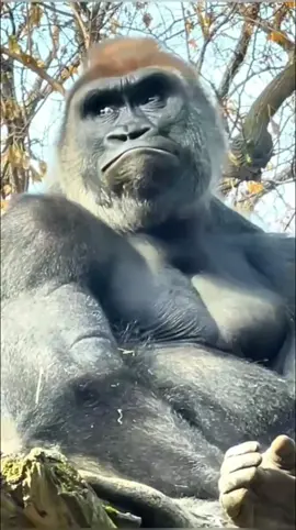monyet gorilla Lucu ditiktok😅