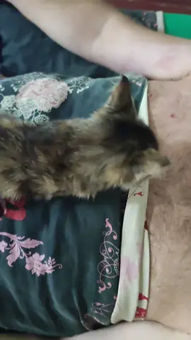 #кошечка#любовь#животные#Україна🇺🇦 #врекомендации 