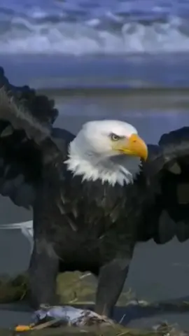 The beauty of the water is unparalleled.  She is one of the most fantastic and beautiful birds in nature.  Nature is wonderful. #amazing #amazingvideo #world #beautiful #wonderful #Wonderful #bird #birds #eagle #eagles #Love #animais #passaros #animals #cut #lion #lionking #nature #natureza 