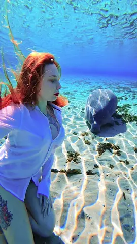 Wow she so cute 🥰 #manatee #underwater #cuteanimals 