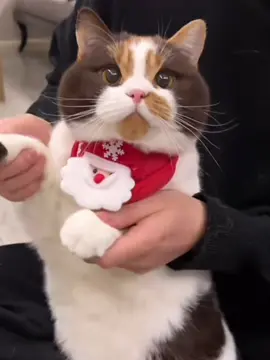 Cat Christmas Dressing😍😍#cat #cutecat #cute 