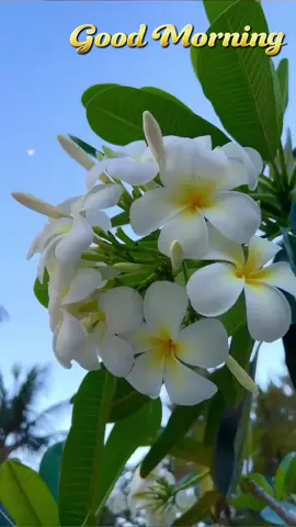 നീ..... എനിക്കാരെന്നു ചോദിച്ചാൽ കൂരിരുട്ടിൽ ഒറ്റപ്പെട്ടുപോയപ്പോൾ വെളിച്ചമായി കൂടേ വന്ന നക്ഷത്രമാണ് നീ.... ഒരിക്കലും അണയാതെ എന്നിൽ അലിഞ്ഞു ചേർന്ന സ്നേഹത്തിൻ പ്രകാശം. Good Morning 🌹 Have A Nice Day 🌺#goodmorning #صباح_الخير #മലയാളം #haveaniceday #ശുഭദിനം🥰🥰 #പ്രകൃതി #nahrain🥰 #kerala #malayalamsong #kaattuchembaka 